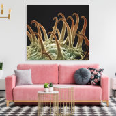 Cocklebur (Xanthium) zaden gebruiken haken om zich Canvas Afdruk (Insitu (Woonkamer))