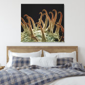 Cocklebur (Xanthium) zaden gebruiken haken om zich Canvas Afdruk (Insitu (Slaapkamer))