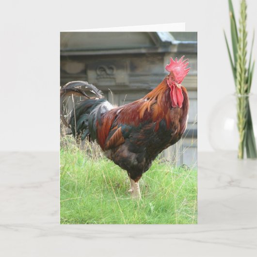 Cockrel Kaart (Voorkant)