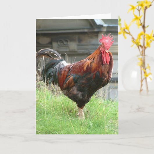 Cockrel Kaart (Gele Bloem)