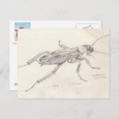 Cockroach Desiree Briefkaart (Voorkant / Achterkant)