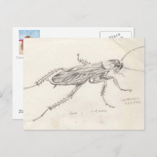 Cockroach Desiree Briefkaart (Voorkant / Achterkant)