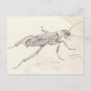 Cockroach Desiree Briefkaart