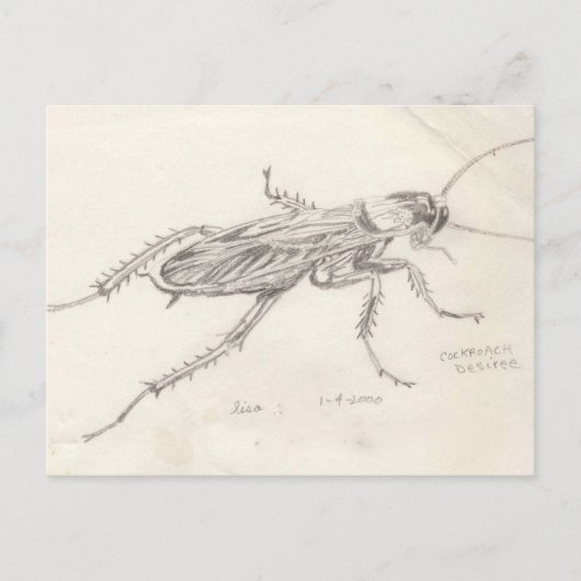 Cockroach Desiree Briefkaart (Voorkant)