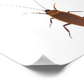 Cockroach Insect Poster (Hoek)