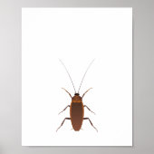 Cockroach Insect Poster (Voorkant)