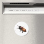 Cockroach Magneet (Insitu (Vaatwasser))