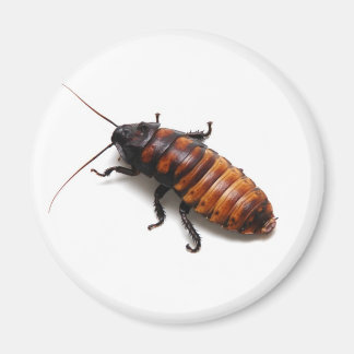 Cockroach Magneet