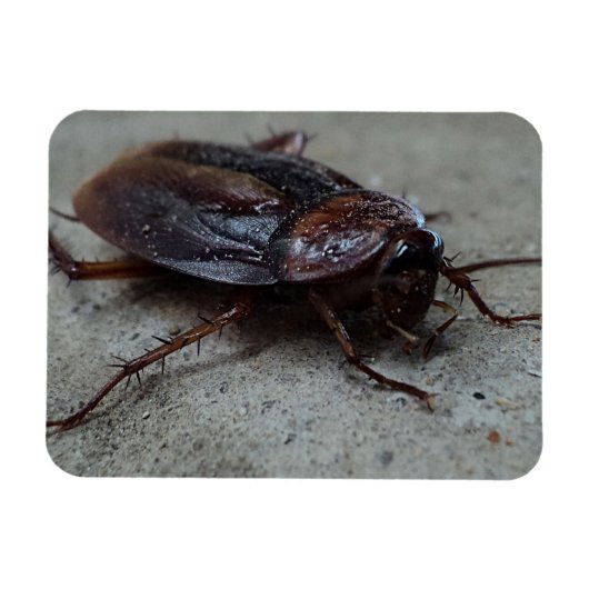 Cockroach Magneet (Horizontaal)