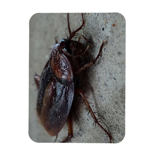 Cockroach Magneet (Verticaal)