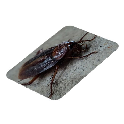 Cockroach Magneet (Linkerzijde)