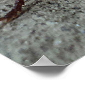 Cockroach Poster (Hoek)