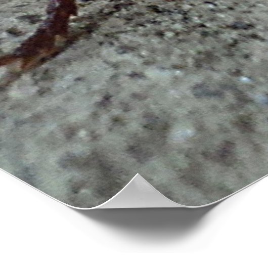 Cockroach Poster (Hoek)