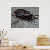 Cockroach Poster (Keuken)