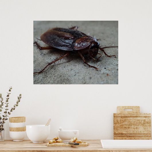 Cockroach Poster (Keuken)