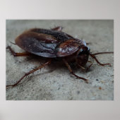 Cockroach Poster (Voorkant)