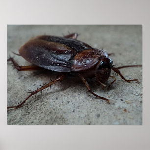 Cockroach Poster