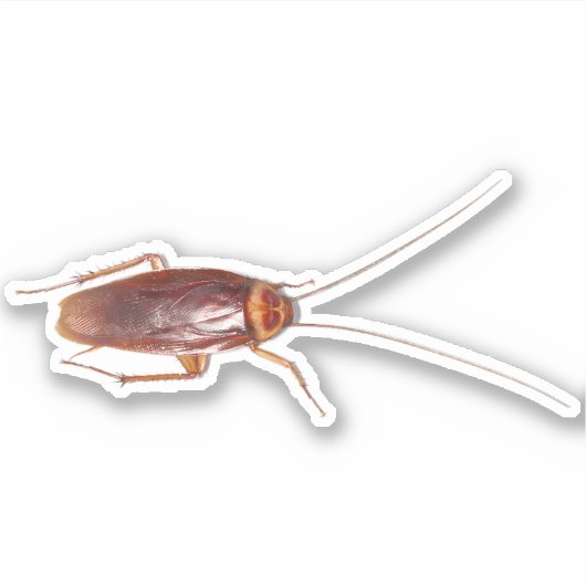 Cockroach Roach Sticker (Voorkant)