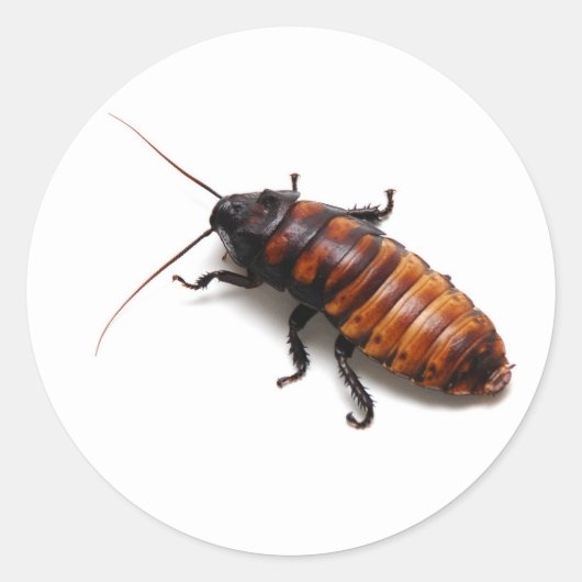 Cockroach Ronde Sticker (Voorkant)