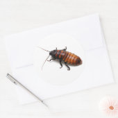 Cockroach Ronde Sticker (Envelop)