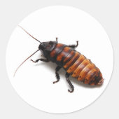 Cockroach Ronde Sticker (Voorkant)