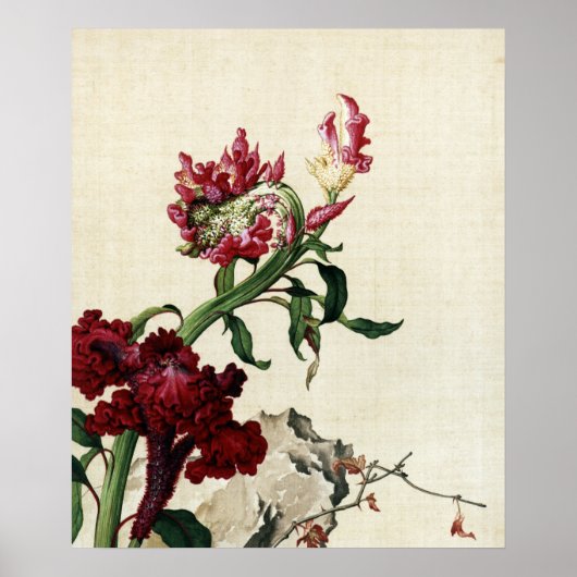 Cock's Comb Flower Fine Art Poster (Voorkant)