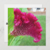 Cockscomb Celosia Red Flower Kaart (Voorkant / Achterkant)