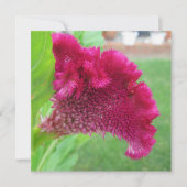 Cockscomb Celosia Red Flower Kaart (Voorkant)