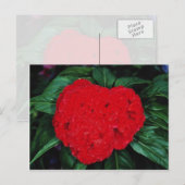 Cockscomb, East Indies bloemen Briefkaart (Voorkant / Achterkant)