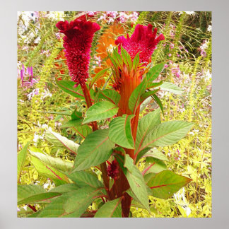 COCKSCOMB-STROOM POSTER