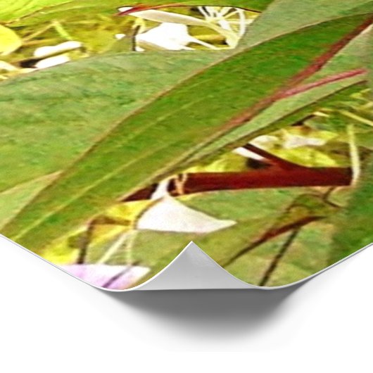 COCKSCOMB-STROOM POSTER (Hoek)