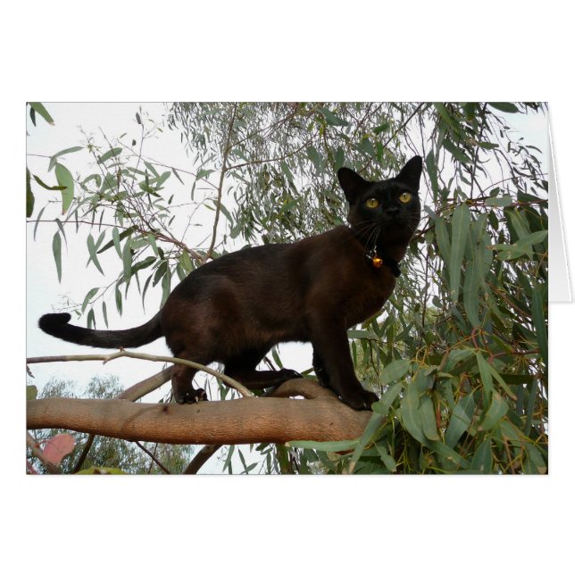 Coco (Voorkant Horizontaal)