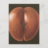 Coco de Mer Maldives 2012 Briefkaart (Voorkant)