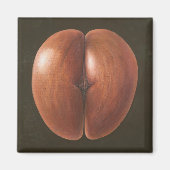 Coco de Mer Maldives 2012 Magneet (Voorkant)