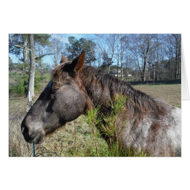 Coco en Cream Colored Horse (Voorkant Horizontaal)
