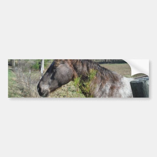 Coco en Cream Colored Horse Bumpersticker (Voorkant)