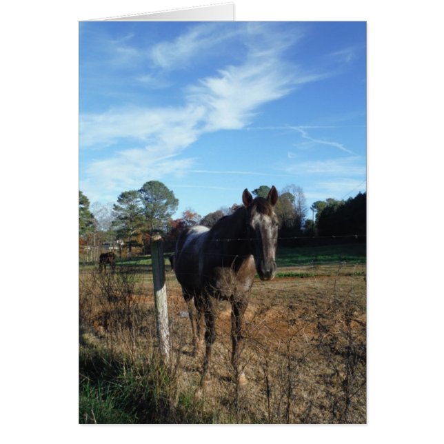 Coco- en crèmebruin paard (Voorkant)