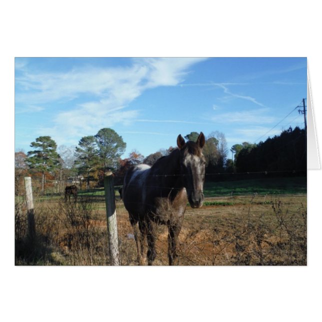 Coco- en crèmebruin paard (Voorkant Horizontaal)