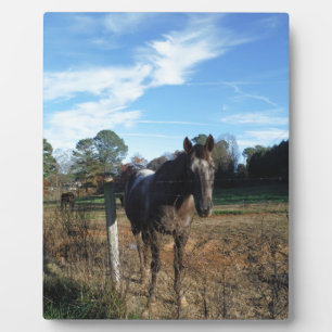 Coco- en crèmebruin paard fotoplaat