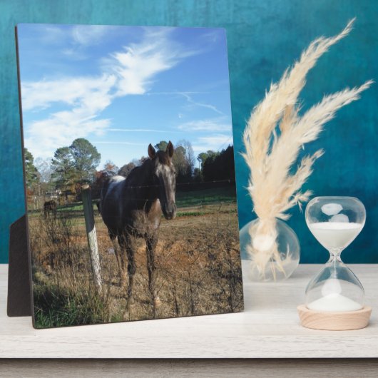 Coco- en crèmebruin paard fotoplaat (Zijkant)