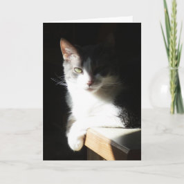 "Coco in het licht I."  Wenskaart Kaart