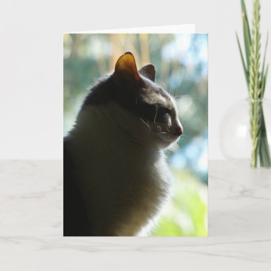 Coco in het raam.  Wenskaart Kaart (Voorkant)