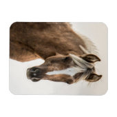 Coco Mustang filly magneet (Horizontaal)