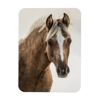 Coco Mustang filly magneet