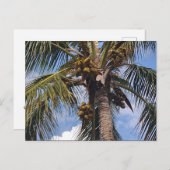 COCO PALM-BRIEFKAART BRIEFKAART (Voorkant / Achterkant)