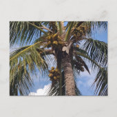 COCO PALM-BRIEFKAART BRIEFKAART (Voorkant)