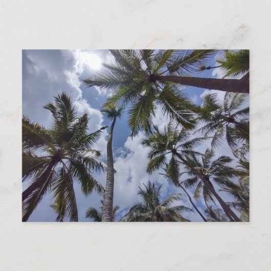 COCO PALMS #2 Briefkaart (Voorkant)