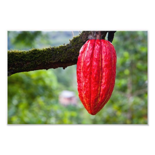 cocoa peul rood foto afdruk (Voorkant)