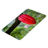 cocoa peul rood magneet (Linkerzijde)