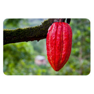 cocoa peul rood magneet
